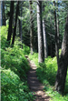 Kamiak Butte County Park Trail Between Trees