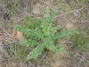 Canada Thistle