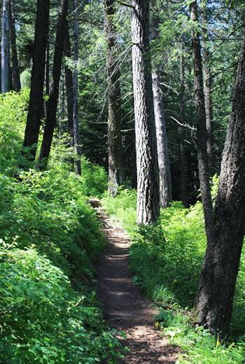 Kamiak Butte County Park Trail Between Trees